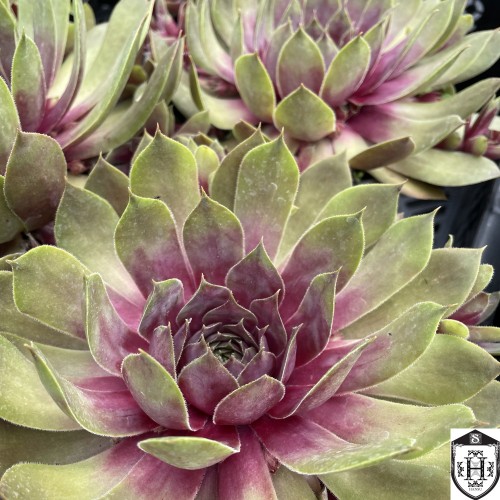 Sempervivum 'Pink Pomelo' - Mägisibul 'Pink Pomelo'